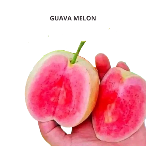 Guava Melon