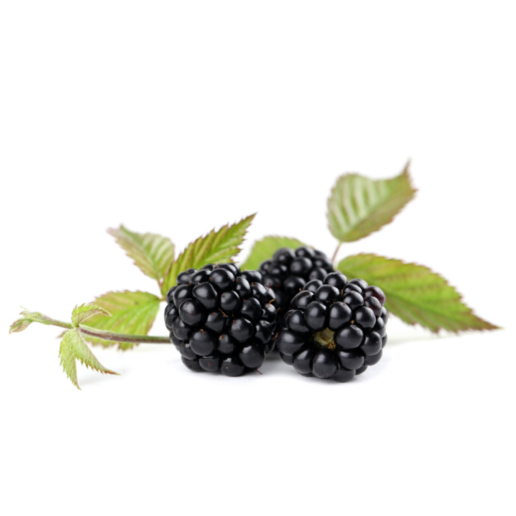 Buy Fresh Blackberry - Spotless Fruits India